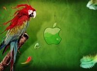 pic for apple parrot 1920X1408